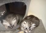 Minka s kittens - Persian Kitten For Sale - Ellington&comma; CT&comma; US