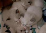 Mr Wigglesworth - Ragdoll Kitten For Sale - Bigmount&comma; PA&comma; US