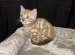 Snow Mink Female - Bengal Kitten For Sale - Timpson&comma; TX&comma; US