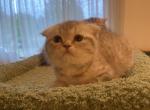 Cute Scottish Fold Male Kitten - Scottish Fold Kitten For Sale - 