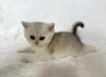 Lisa - British Shorthair Kitten For Sale - New York&comma; NY&comma; US
