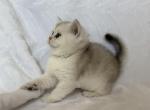 Lisa - British Shorthair Kitten For Sale - Brooklyn&comma; NY&comma; US