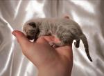 Blue Bengal Kittens - Bengal Kitten For Sale - 