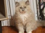 Eleanor's male - Ragamuffin Kitten For Sale - Poplar Grove&comma; IL&comma; US