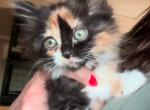 Bella - Maine Coon Kitten For Sale - Monroe&comma; OH&comma; US