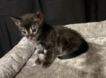 Charcoal Female - Bengal Kitten For Sale - 