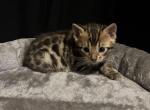 Brown Female - Bengal Kitten For Sale - 