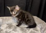 Charcoal Male - Bengal Kitten For Sale - 
