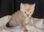Snow Mink Male - Bengal Kitten For Sale - 