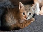 Tabby - Domestic Kitten For Sale - 