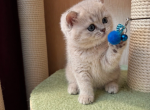 Scottish straight - Scottish Straight Kitten For Sale - Brooklyn&comma; NY&comma; US