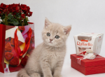 Silver Scottish shorthair - Scottish Straight Kitten For Sale - Brooklyn&comma; NY&comma; US