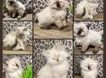 Ragdoll Siberian - Ragdoll Kitten For Sale - 