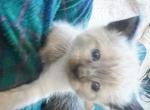Seal color point baby boy - Siamese Kitten For Sale - Sacramento&comma; CA&comma; US