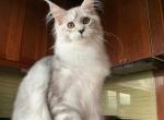 Girl - Maine Coon Cat For Sale - NY&comma; US