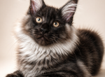 Black  Smoke N S Elite Male European Show Type - Maine Coon Kitten For Sale - 