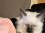 Ragamese - Ragdoll Kitten For Sale - Gardnerville&comma; NV&comma; US