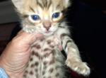 Co co's litter - Bengal Kitten For Sale - Spring Grove&comma; PA&comma; US