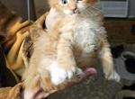Theo - Maine Coon Kitten For Sale - Monroe&comma; OH&comma; US