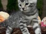 Ary - Bengal Kitten For Sale - Belleville&comma; NJ&comma; US