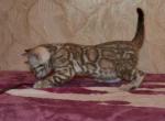Asher - Bengal Kitten For Sale - Belleville&comma; NJ&comma; US