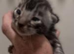 Silver - Bengal Kitten For Sale - 