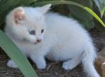 Cory - Domestic Kitten For Adoption - Lyons&comma; IN&comma; US