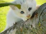 Cory - Domestic Kitten For Sale - 