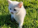 Cory - Domestic Kitten For Sale - 