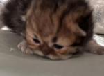 goldens - Persian Kitten For Sale - San Diego&comma; CA&comma; US