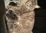Lola litter - Maine Coon Kitten For Sale - Wilmington&comma; DE&comma; US