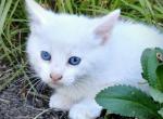 Cole - Domestic Kitten For Sale - 