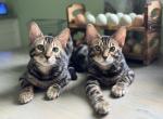 Volcano litter - Bengal Kitten For Sale - 