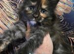 Nani The Lilo & Stitch Litter - Maine Coon Kitten For Sale - Kingman&comma; AZ&comma; US