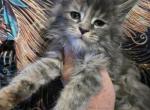 Lilo The Lilo & Stitch Litter - Maine Coon Kitten For Sale - Kingman&comma; AZ&comma; US