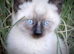 Captain - Domestic Kitten For Sale - 