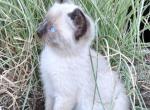 Captain - Domestic Kitten For Sale - Lyons&comma; IN&comma; US