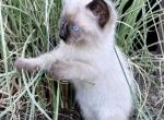 Captain - Domestic Kitten For Sale - 