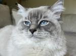 STUD SERVICE - Ragdoll Cat For Sale/Service - 