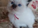 Charlotte's Seal Point Girl - Ragdoll Kitten For Sale - New York&comma; NY&comma; US