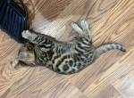 Hulk - Bengal Kitten For Sale - Phila&comma; PA&comma; US