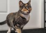 Bellamy AKA Esther - Domestic Cat For Adoption - 