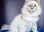 Alex - Siberian Kitten For Sale - Pembroke Pines&comma; FL&comma; US