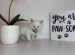 Sullies Green Collar - Ragdoll Kitten For Sale - 