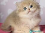 Multic - British Shorthair Kitten For Sale - Pembroke Pines&comma; FL&comma; US