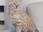 Maybach - Bengal Kitten For Sale - Pembroke Pines&comma; FL&comma; US