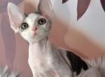 Arsenij - Devon Rex Kitten For Sale - Norwalk&comma; CT&comma; US