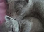 Russian Blue Kitty - Russian Blue Kitten For Sale - Portsmouth&comma; VA&comma; US