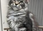 Forest - Maine Coon Cat For Sale/Retired Breeding - Port Orange&comma; FL&comma; US