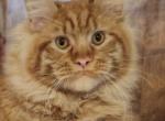 Cinzano - Maine Coon Cat For Sale/Retired Breeding - Port Orange&comma; FL&comma; US